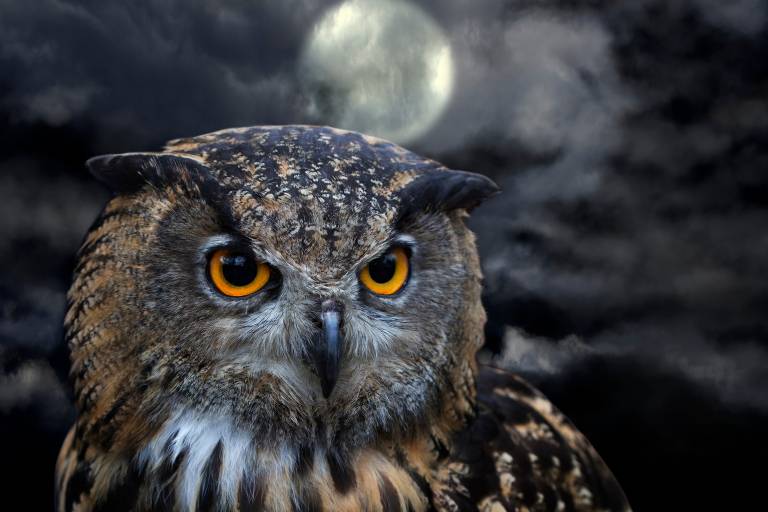 what-is-the-spiritual-meaning-of-an-owl-wisdom