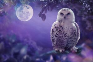 What is the Spiritual Meaning of an Owl? Wisdom!