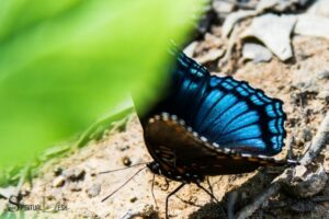 Black And Blue Butterfly Spiritual Meaning: Passion, Grace!
