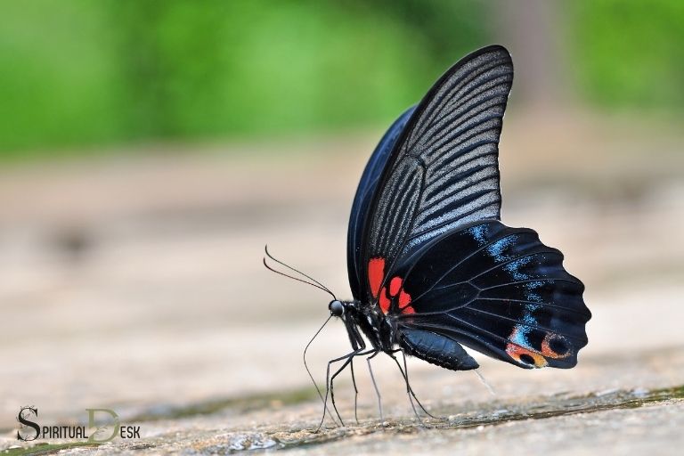 black butterfly spiritual meaning