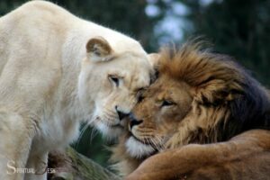 Lion And Lioness Spiritual Meaning