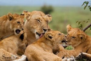 Lion Cubs Spiritual Meaning