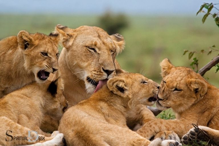 lion cubs spiritual meaning