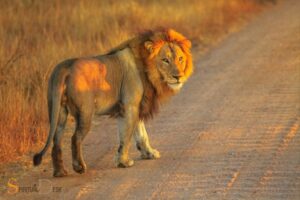 Lion in the Middle of the Road Spiritual: Internal Strength