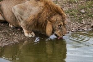 Lions And Water Spirituality: Strength!