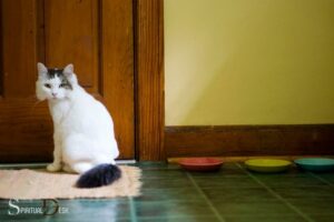 Spiritual Meaning of Cat Pooping on Rug: Innocence!