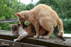 Spiritual Meaning of Cats Mating: Creation!