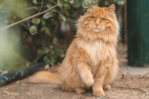 Spiritual Meaning of Orange Cat: Positivity and Joy!