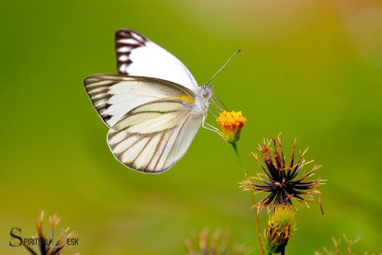spiritual meaning of white butterfly