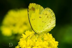 Spiritual Meaning Yellow Butterfly