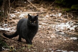 Spiritual Mediums Believe Black Cats are Good Luck: Wisdom!