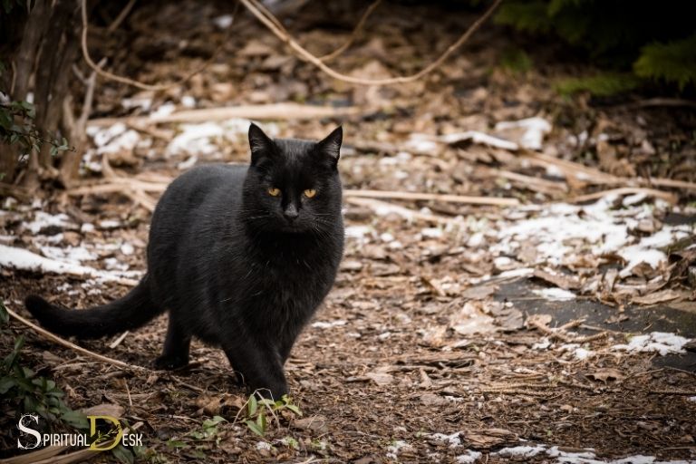 spiritual mediums believe black cats are good luck