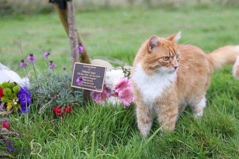 spiritual message for cat funeral
