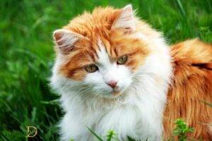 Spiritual Nature of Cats: Seeking Companionship!