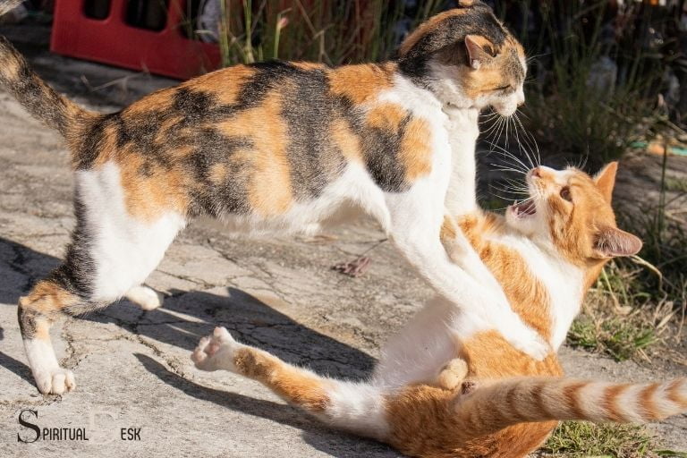 two cats fighting spiritual meaning