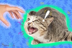 Why Cat Hisses at People Spiritual Meaning? Sign of Warning