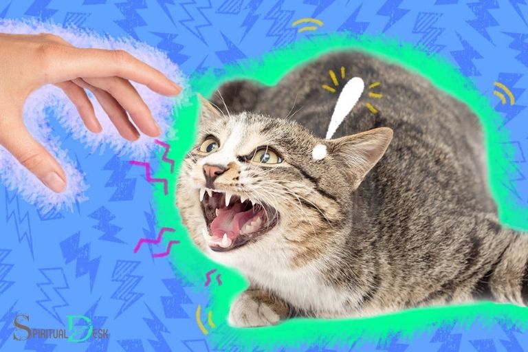 why cat hisses at people spiritual meaning