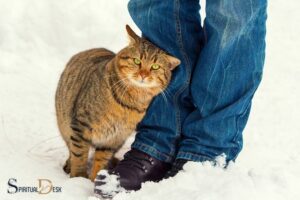 Why Do Stray Cats Rub against Your Legs Spiritual Meaning?