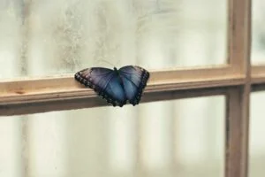 Butterfly Smashing on Windshield Spiritual: Transformation