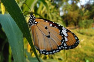 Butterfly Story a Spiritual Journey