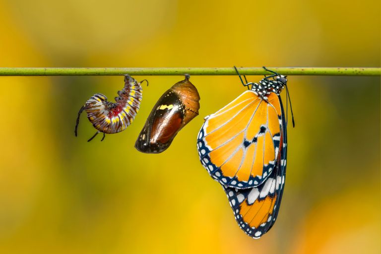 Chuang Tzu for Spiritual Transformation Butterfly Dream 1