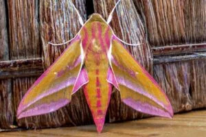 Elephant Hawk Moth Spiritual Meaning