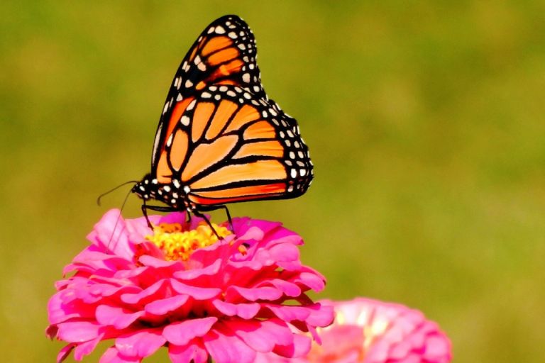 Monarch Butterfly Spiritual Animal