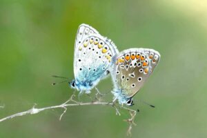 Pair of Butterflies Spiritual Meaning: Transformation!