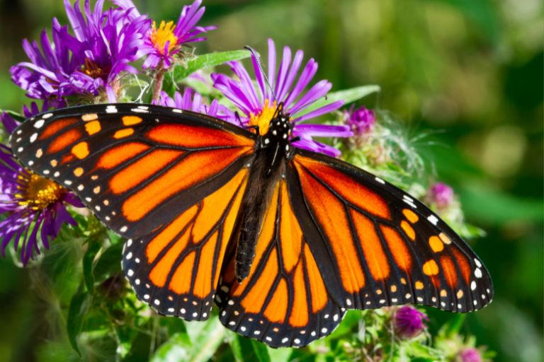 Spiritual Significance of Seeing a Monarch Butterfly