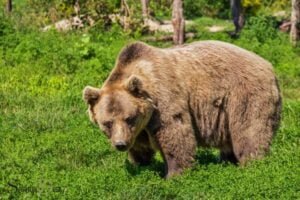 A Bear Spiritual Animal: Courage & Strength!