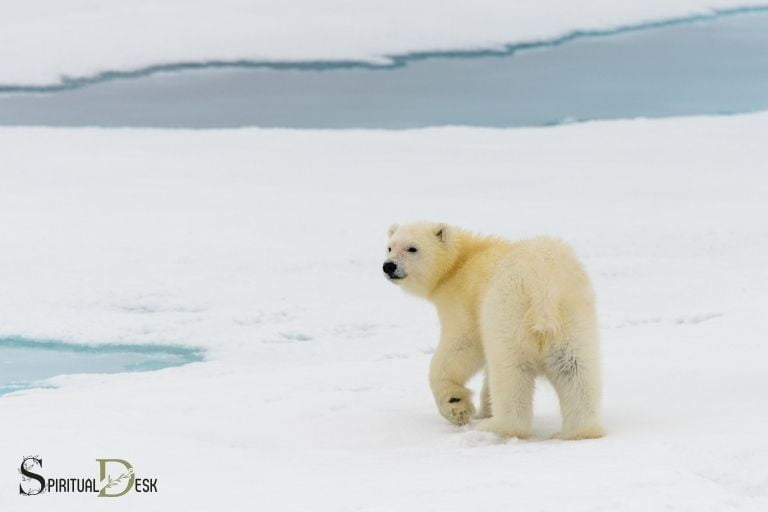 albino bear spiritual meaning