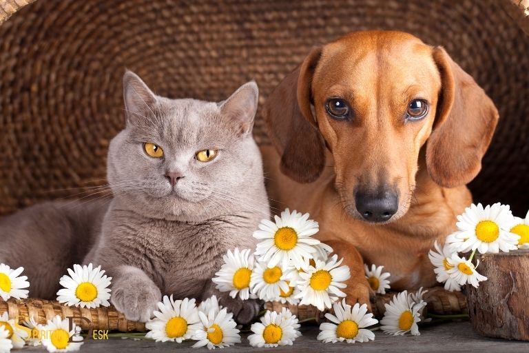 are cats and dogs spiritual creatures