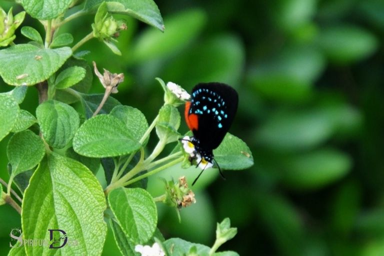 atala butterfly spiritual meaning