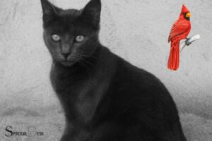 Black Cat And Red Cardinal Spiritual Meaning