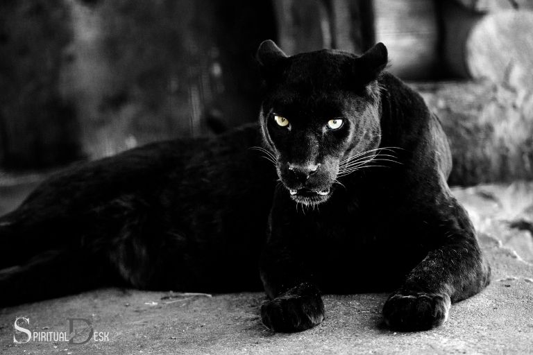 black cat black panther spiritual meaning