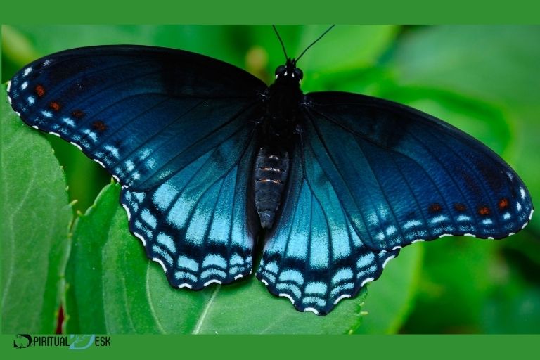 blue monarch butterfly spiritual meaning
