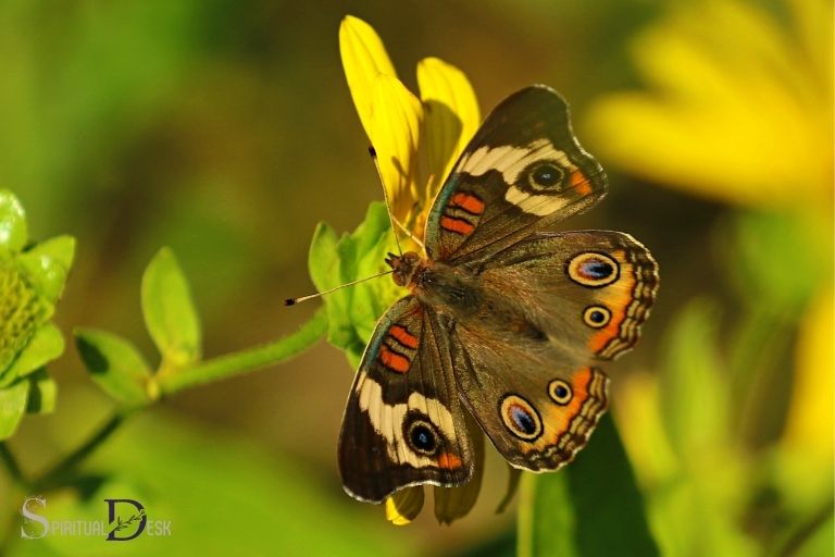 buckeye butterfly spiritual meaning