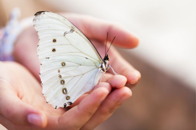 White Butterfly Christian Spiritual Meaning
