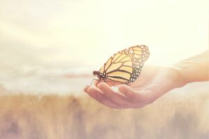 The Spiritual Meaning of a Butterfly Landing on You: Renew!
