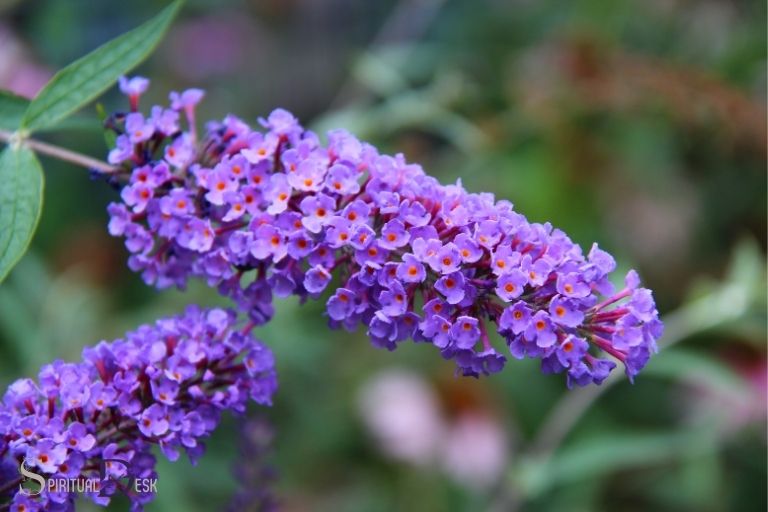butterfly bush spiritual meaning