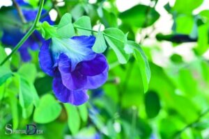 Butterfly Pea Flower Spiritual Meaning: Inner Peace!
