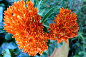 Butterfly Weed Spiritual Meaning: Transformation!