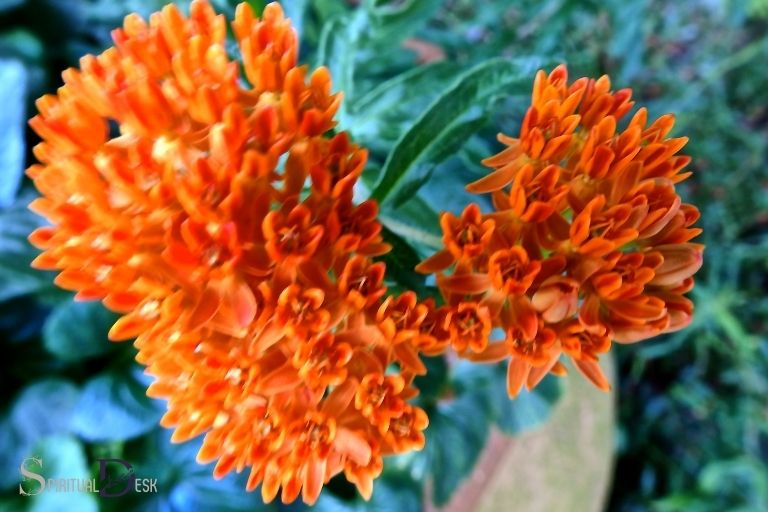 butterfly weed spiritual meaning