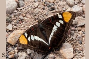 California Sister Butterfly Spiritual Meaning: Strength!