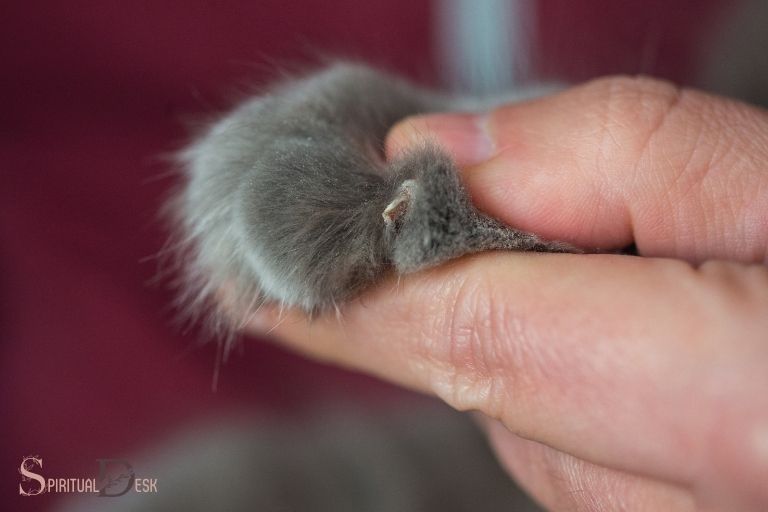 cat nails spiritual meaning