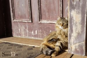 Cat Suddenly Laying by Front Door Spiritual