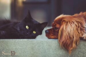 Cats And Dogs Spirituality