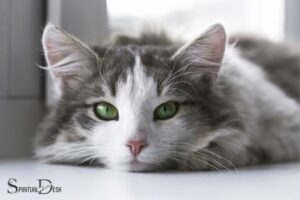 Cats are Spiritually Aware: Yes, 6 Aspects!