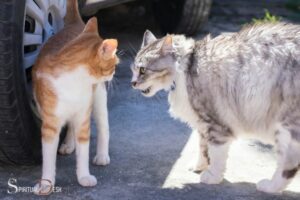 Cats Fighting Spiritual Meaning: Conflict, Aggression!