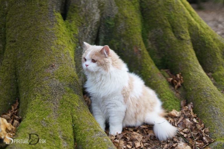 Cats as Spiritual Companions